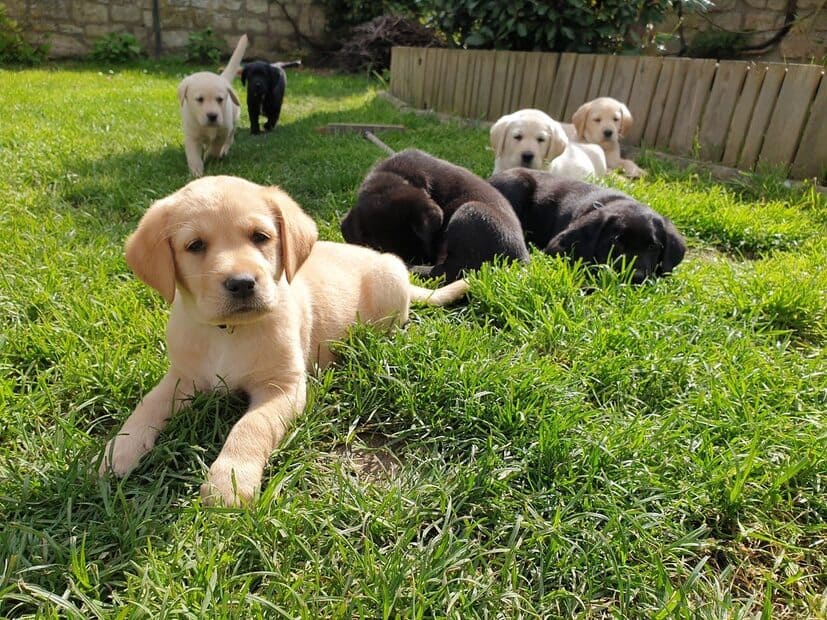 Portée de chiots CIE chiens-guides du cœur