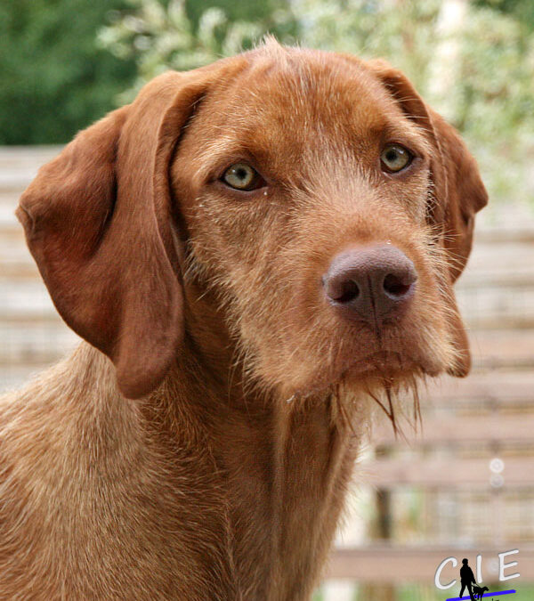 Sophie, famille d’accueil d’Heelou témoigne !